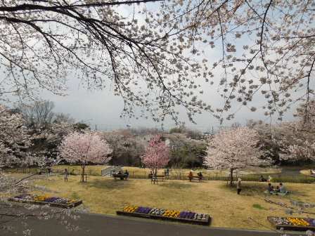 桜風景