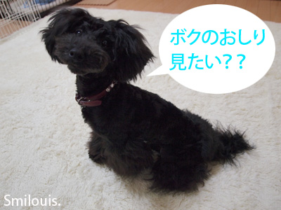 smilouis120416_1.jpg