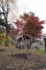 2011.11しだれ桜3