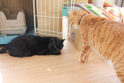 黒猫クロム