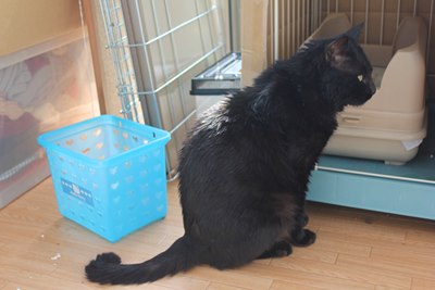 黒猫クロム