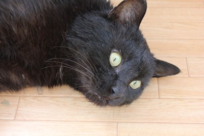 黒猫クロム