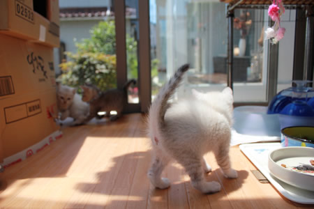 せつな「きゃああ!」 祈里「ビクッ!!!」