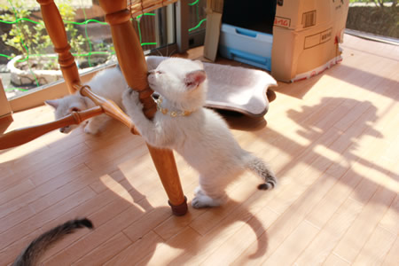 奏 里親募集中