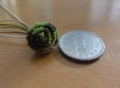 thread button