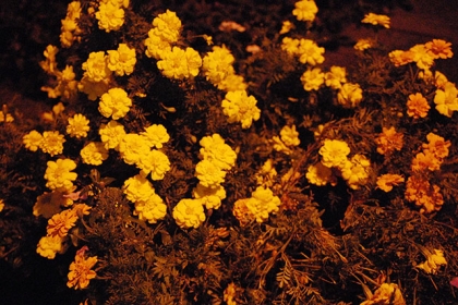 20141008a.jpg