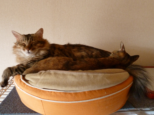P1090102.jpg