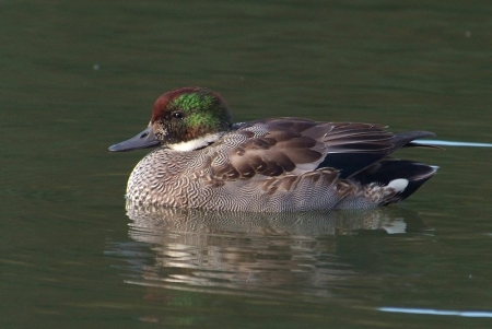 falcated-juv