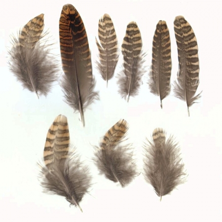 feather-scolopax