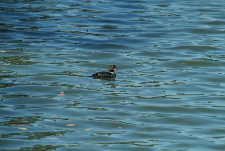 goldeneye-coloredeleaves