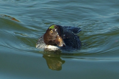 goldeneye-mjuv1