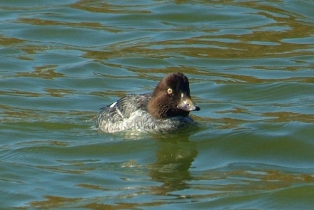 goldeneye-mjuv2