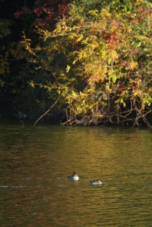 goldeneye-smew