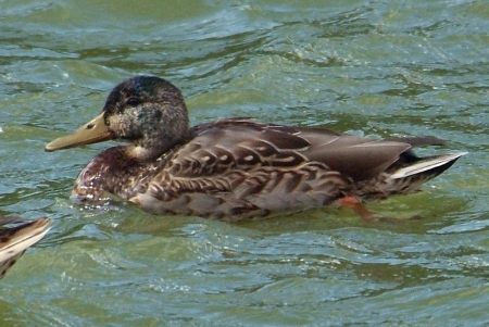 mallard-juv