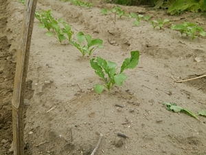 daikon_hatsuga_2014