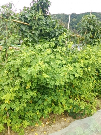 habucha_2014.09.17