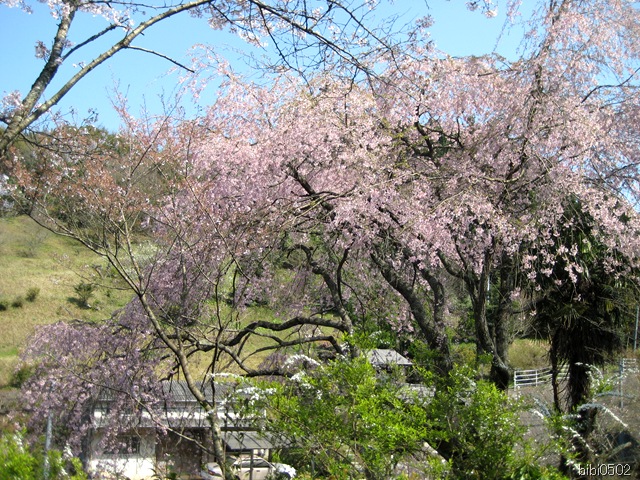 小野の一本枝垂桜① 小野の一本枝垂桜①