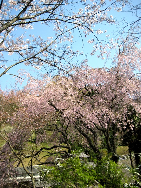 小野の一本枝垂桜② 小野の一本枝垂桜②