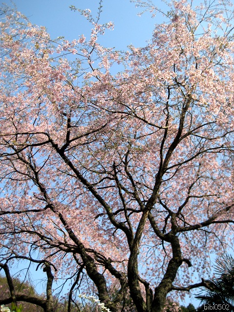 小野の一本枝垂桜③ 小野の一本枝垂桜③