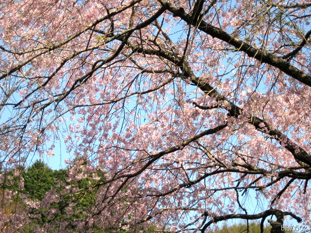 小野の一本枝垂桜④ 小野の一本枝垂桜④