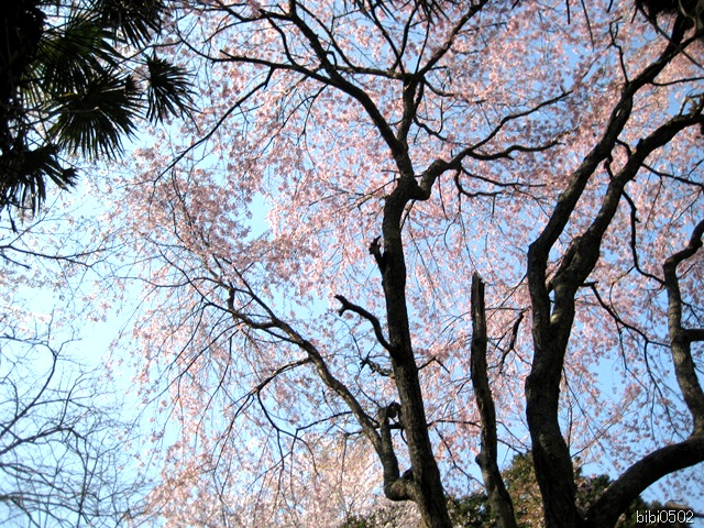 小野の一本枝垂桜⑤ 小野の一本枝垂桜⑤
