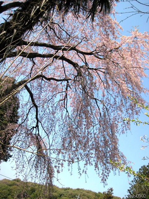小野の一本枝垂桜⑦ 小野の一本枝垂桜⑦