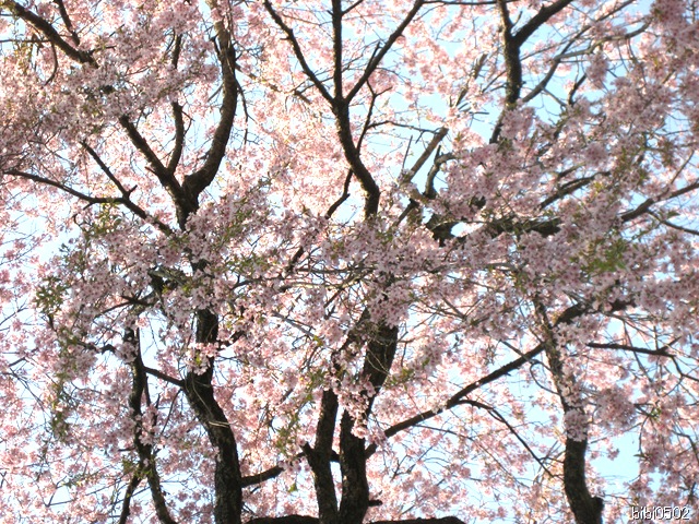 小野の一本枝垂桜⑥ 小野の一本枝垂桜⑥