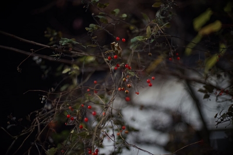 20131209D-03.jpg