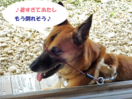 5_201409161505220db.jpg