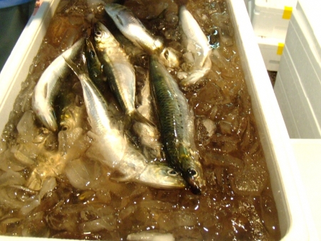 DSCN8537.jpg
