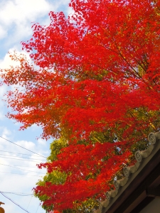IMGP1108.jpg