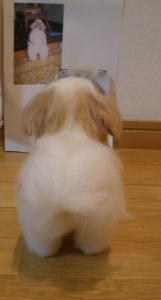 シーズー・ビス君1