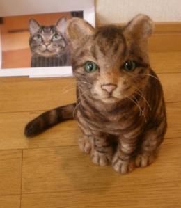 猫・カトルくん1