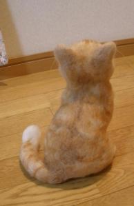 猫・ごろーちゃん8