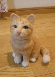 猫・ごろーちゃん7