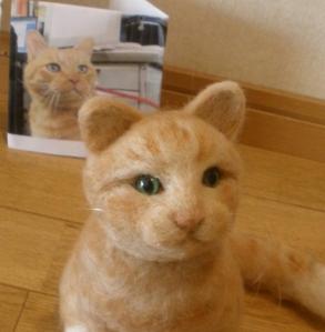 猫・ごろーちゃん11