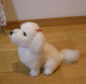 マルチーズ・チロちゃん3