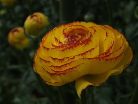 DSCF47361.jpg