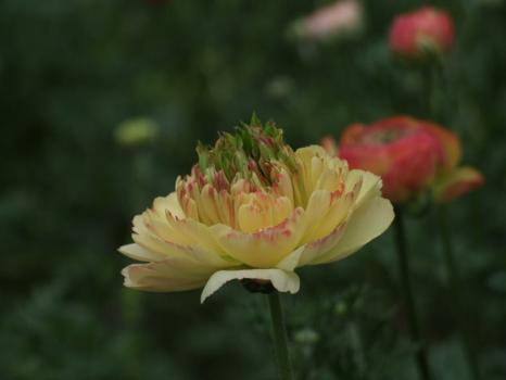 DSCF4740.jpg
