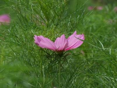 h2382934.jpg