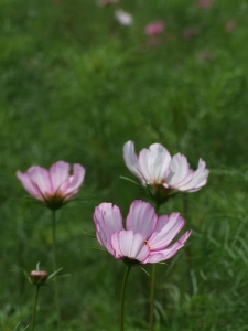 h2382936.jpg