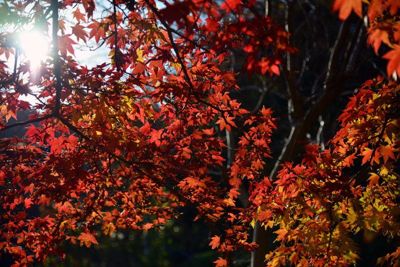 DSC_0869_392.jpg