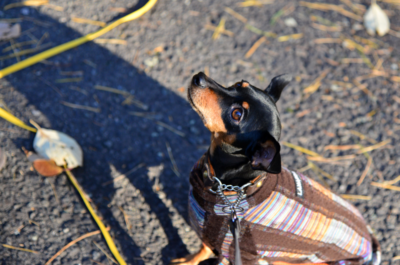 DSC_0878_401.jpg