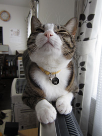 chi_20111216214821.jpg