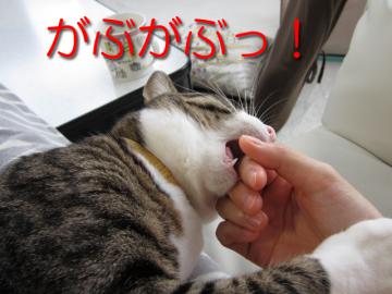 nksk02.jpg