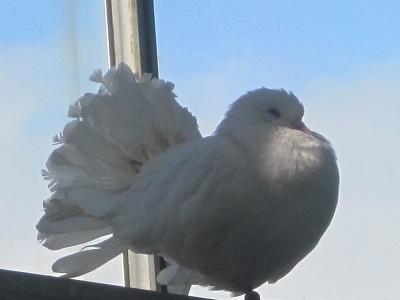 140220白鳩