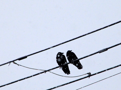 カラス