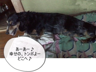 ながブチ君