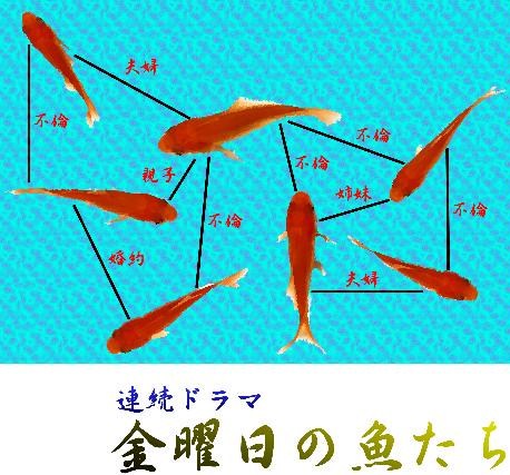 金魚相関図