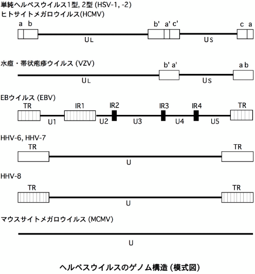 ヒトヘルペスウイルスのゲノム構造と亜科分類 愛泉会日南病院 疾病制御研究所